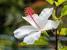 White Hibiscus Serenity Diamond Painting Kit