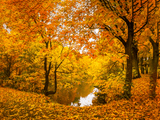 Trees with dense orange and yellow foliage near tree-lined body of water