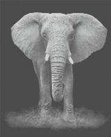 Black & White Elephant artwork shown as a completed diamond painting preview