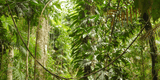 Dense green vegetation in dense woodland beneath layered foliage and pale tree trunks