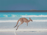 Lucky Bay Roo artwork shown as a completed diamond painting preview