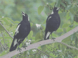 Magpie Duo artwork shown as a completed diamond painting preview